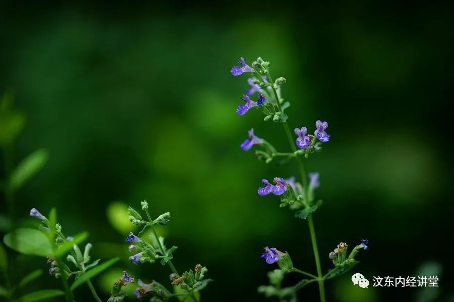 Understanding Wind-Cold Common Cold in Traditional Chinese Medicine