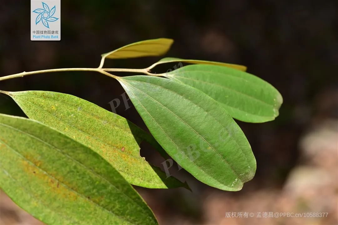 Traditional Chinese Medicine Herb: Cinnamon