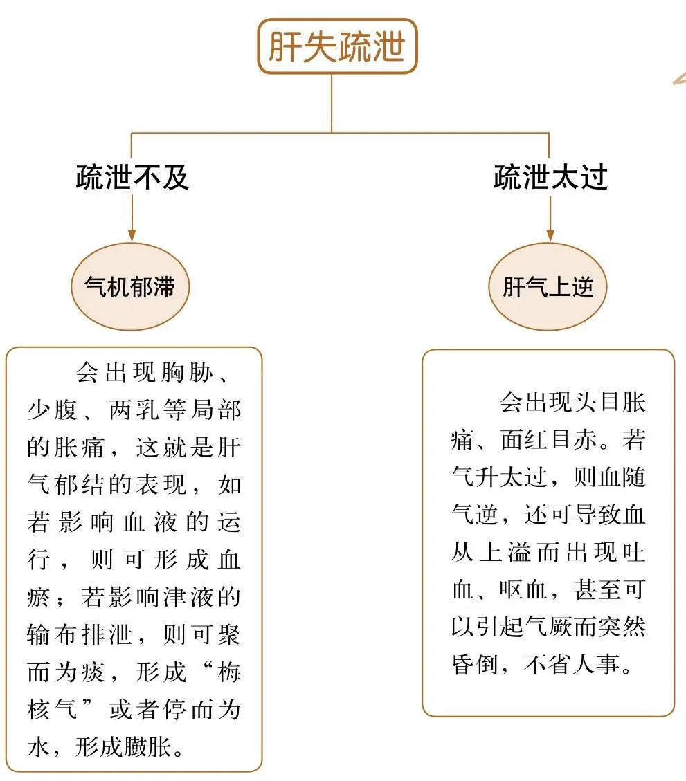 Foundations of Traditional Chinese Medicine: Functions of the Five Organs and Six Bowels