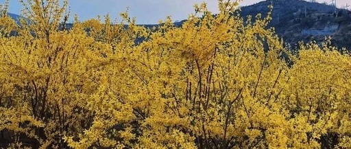 Under the Forsythia Flowers