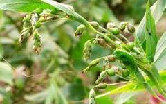 Job's Tears: The Supreme Medicine, Renowned as the "World's Best Rice"