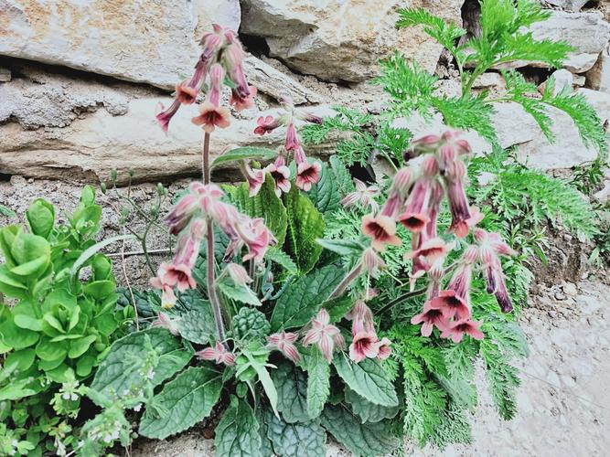 Daily Chinese Medicine: Shu Di Huang (Rehmannia Glutinosa) for a Clear and Bright Present