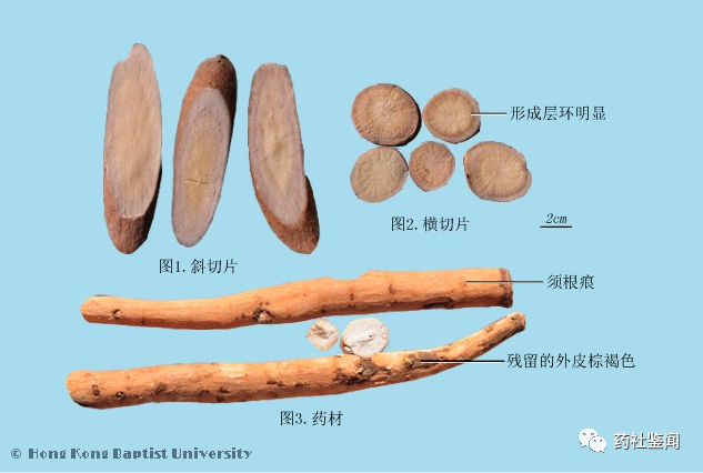 Traditional Chinese Medicine Herb - Bai Shao (White Peony Root)