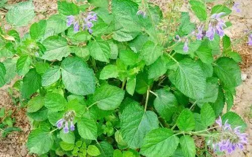 Dan Shen: A Vital Herb for Activating Blood and Resolving Stasis