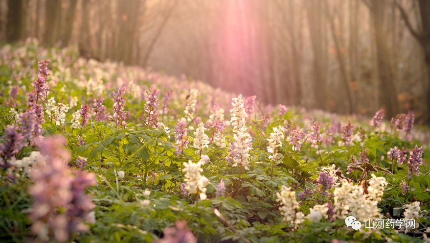 Bencao Gangmu: Yán Hú Suǒ (Corydalis Yanhusuo)