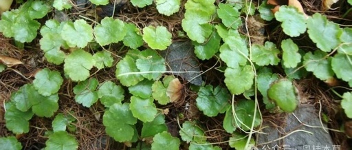 Traditional Remedies for Pesticide Poisoning: Insights from an Experienced Farmer in Hainan