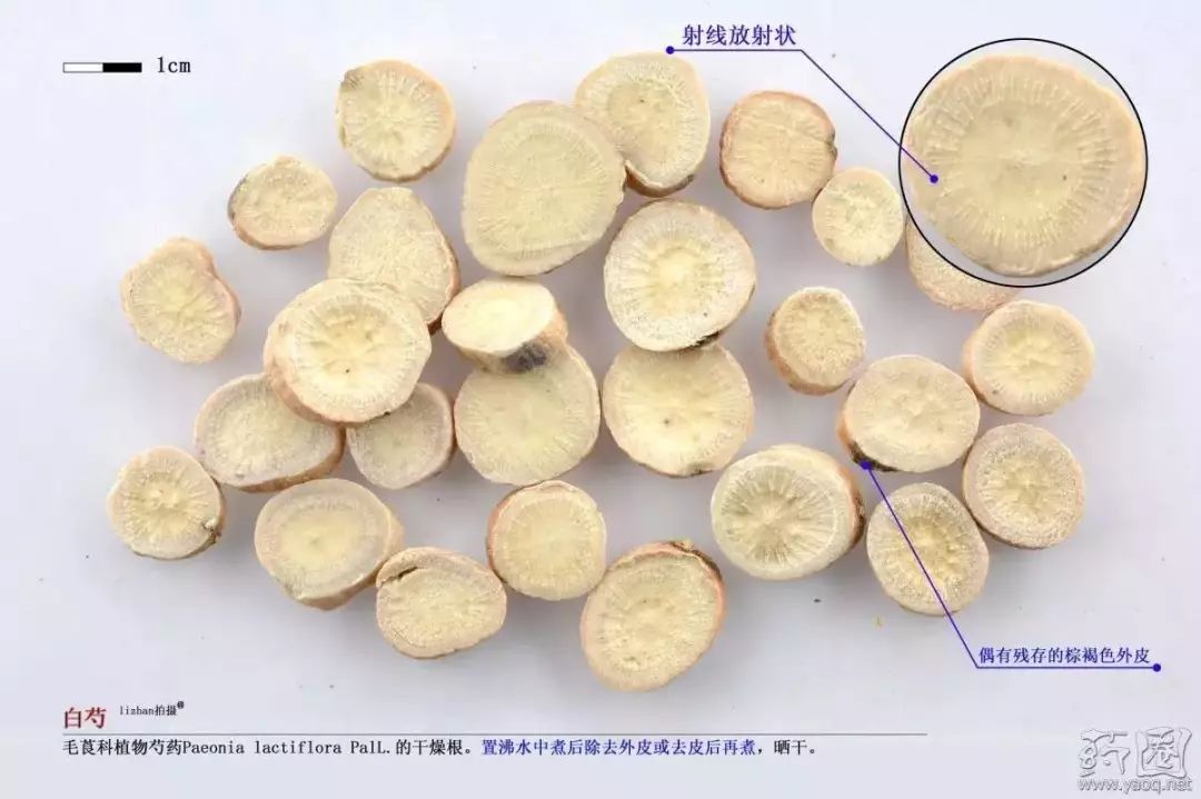 Traditional Chinese Medicine Herb Profile: Bai Shao (White Peony)