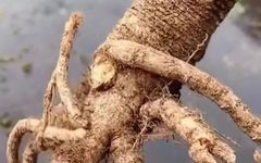 How to Consume Chuanxiong (Ligusticum Chuanxiong)?