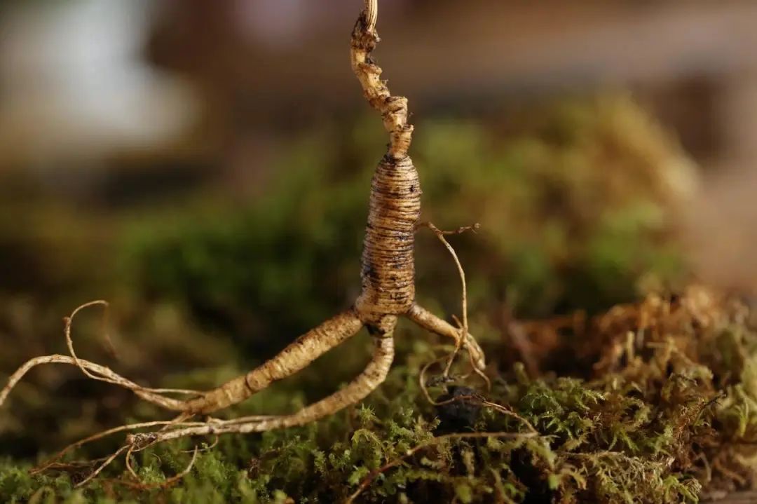 Young People Embrace Changbai Mountain Ginseng!