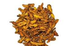 Huang Lian (Coptis chinensis): A Comprehensive Overview