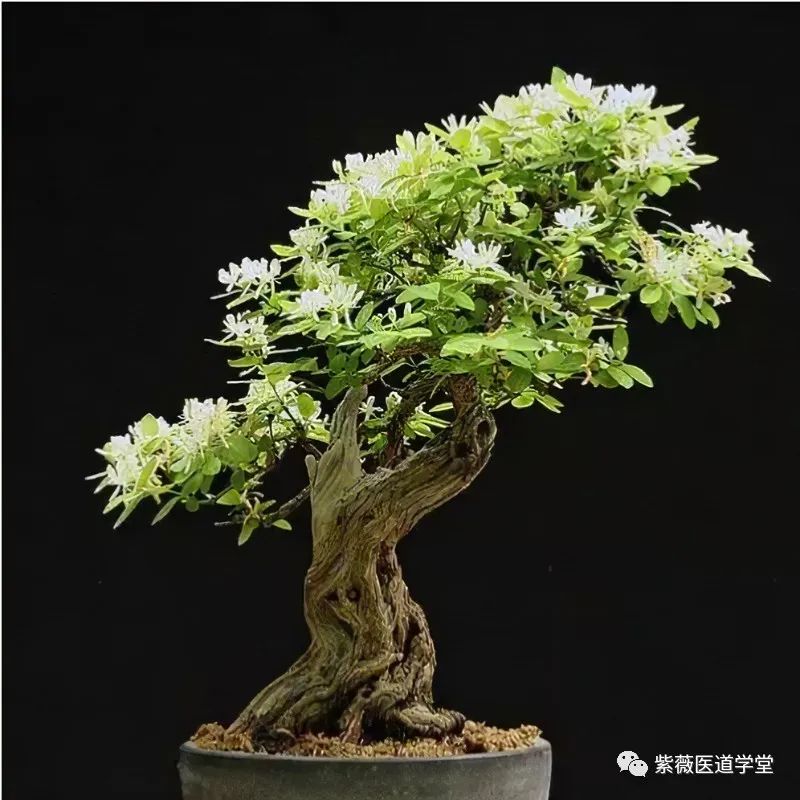 Guide to the Use of Honeysuckle (Jin Yin Hua)