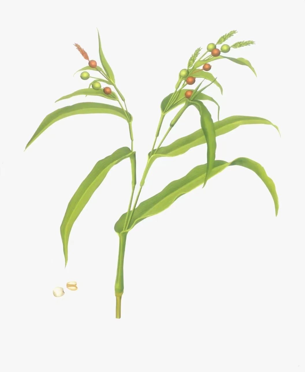 Daily Herb: Coix Seed