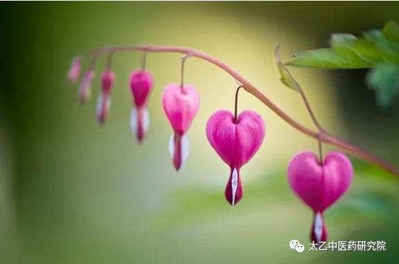 Zhang Zhongjing: The Balance of Yin and Yang is Fundamental to Health Preservation