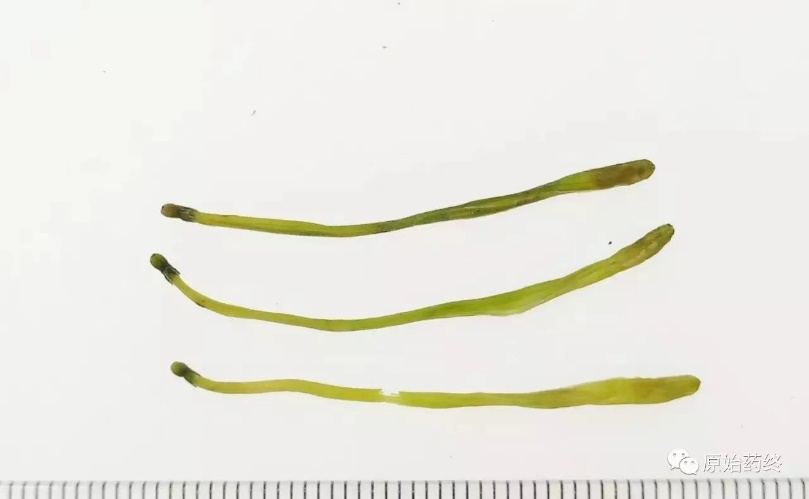 Distinguishing Between Jin Yin Hua and Shan Yin Hua in Traditional Chinese Medicine