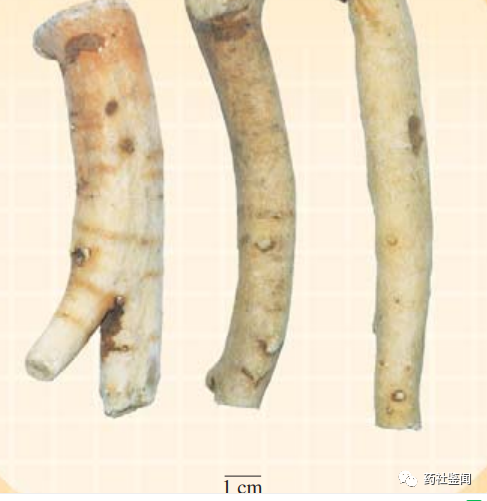 Traditional Chinese Medicine Herb - Bai Shao (White Peony Root)