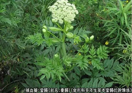 Angelica Sinensis: A Comprehensive Overview