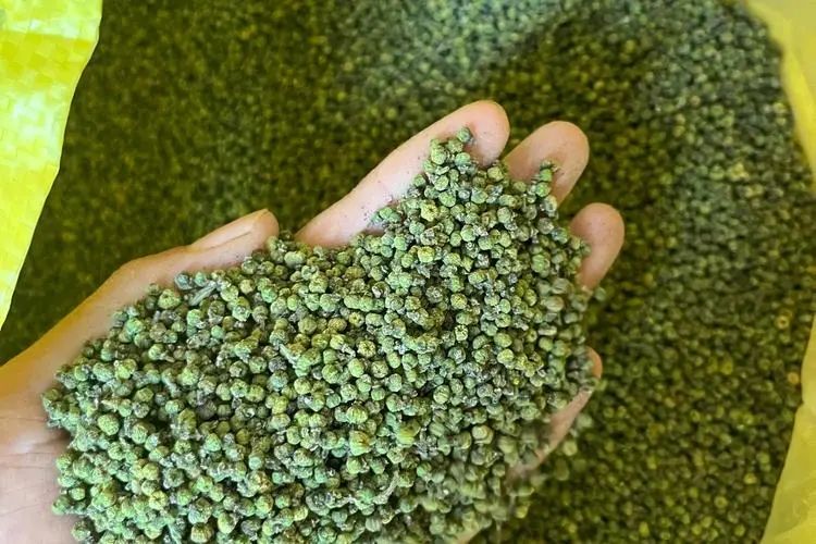 Five Major Yang-Warming Herbs: Fu Zi, Rou Gui, Gan Jiang, Wu Yao, and Chuan Jiao!