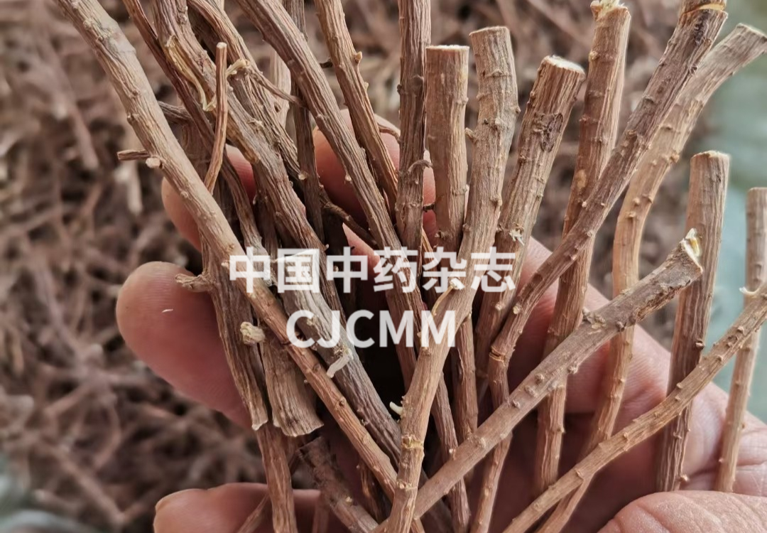 Understanding Liver Qi Stagnation: A Key to Health with Chai Hu Shu Gan San