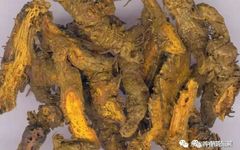 Knowledge of Chinese Medicinal Herbs: Huanglian (Coptis)