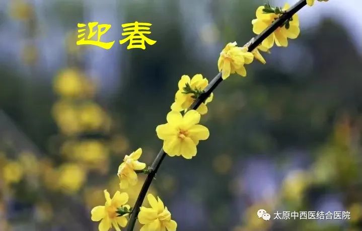 Understanding Lian Qiao (Forsythia) in Daily Life