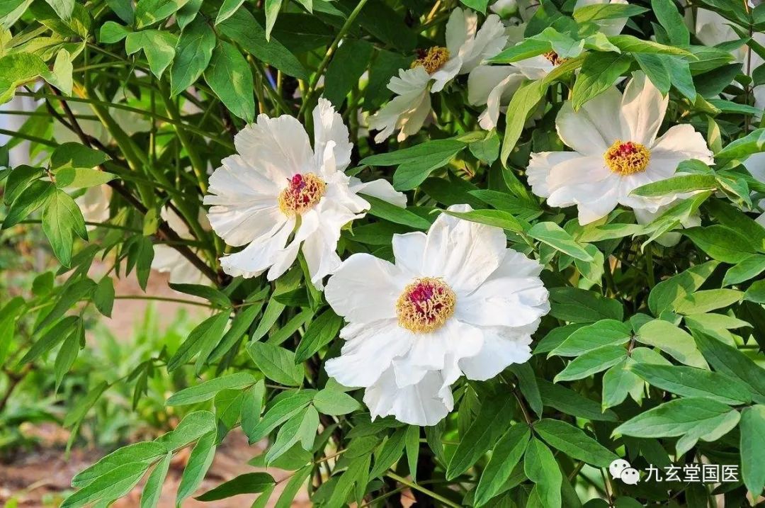 484 Bai Shao (White Peony)