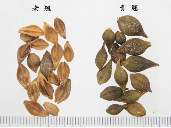Exploring Cold Damage: Weekly Herb (29) - Lian Qiao