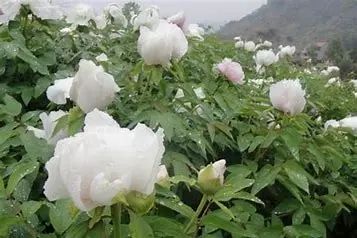 Bai Shao (White Peony) - A Comprehensive Overview