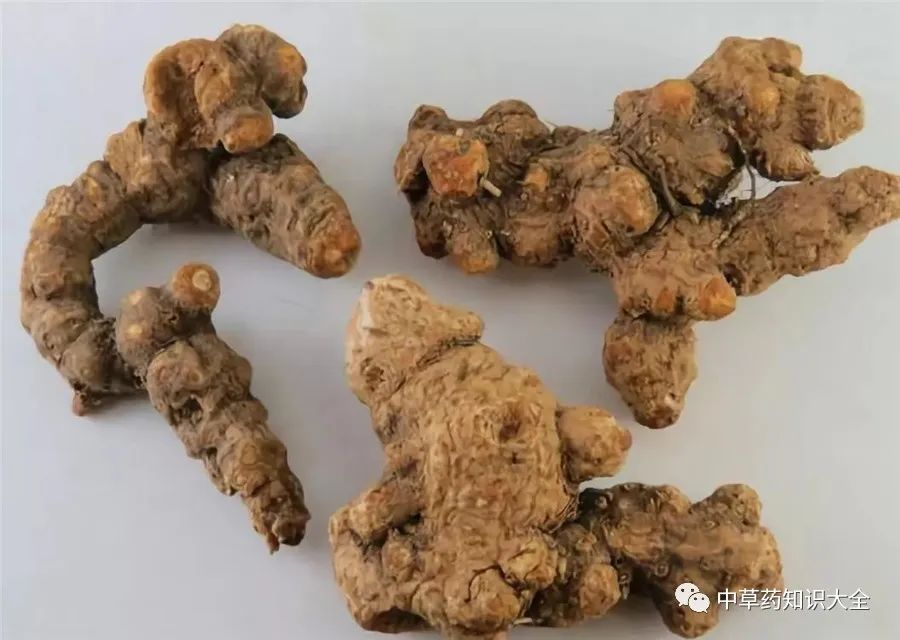 Traditional Chinese Medicine Herb: Cang Zhu (Atractylodes)