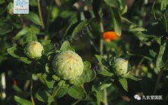 Traditional Chinese Medicine: The Properties and Uses of Honghua (Safflower)