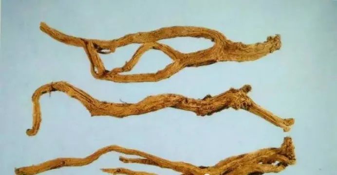 Common Chinese Medicinal Herbs: Codonopsis (Dang Shen)