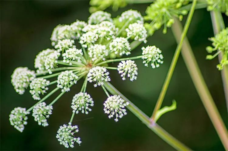 Angelica Sinensis: The 'King of Herbs' and the 'Top Blood Nourishing Herb'!