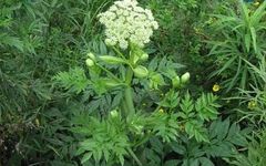 The Efficacy and Usage of Angelica Sinensis (Dong Quai)