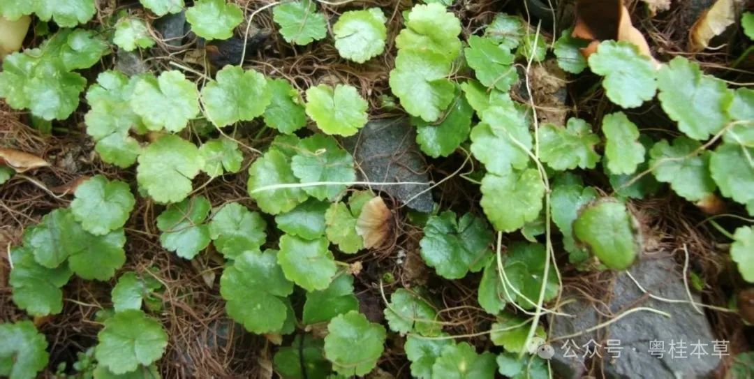 Traditional Remedies for Pesticide Poisoning: Insights from an Experienced Farmer in Hainan