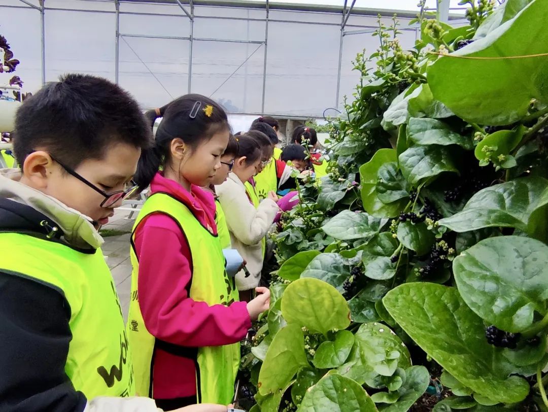 Exploring Medicinal Herbs and Agricultural Experiences: Class 2 of 2020 at Park Primary School Enjoys Springtime in the Fields