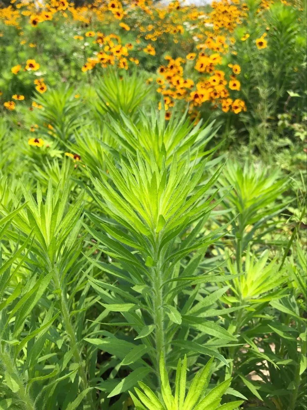 Folk Herbs: Small Flying Sedge
