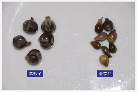The Charm of Coix Seed | Yiyiren