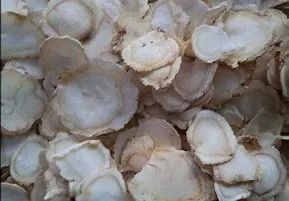 Ginseng (Panax ginseng)