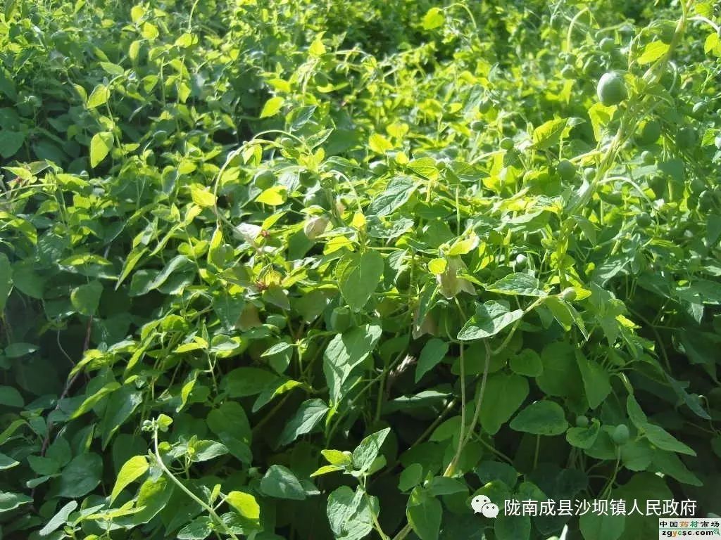 Cultivation Techniques of Codonopsis (A Must-Read for Planting)