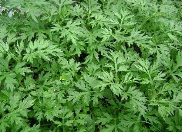 The Wonders of Mugwort Explained in the Compendium of Materia Medica