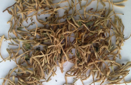 Daily Learning of Chinese Herbs - Honeysuckle