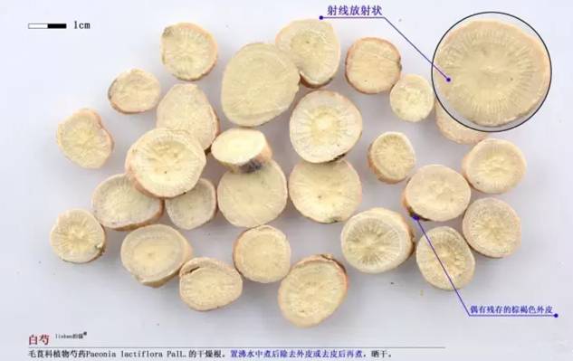 Nourishing Blood and Regulating Menstruation: The Benefits of Bai Shao (White Peony)