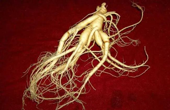 The Effects and Benefits of Ginseng: How to Consume Ginseng for Best Results