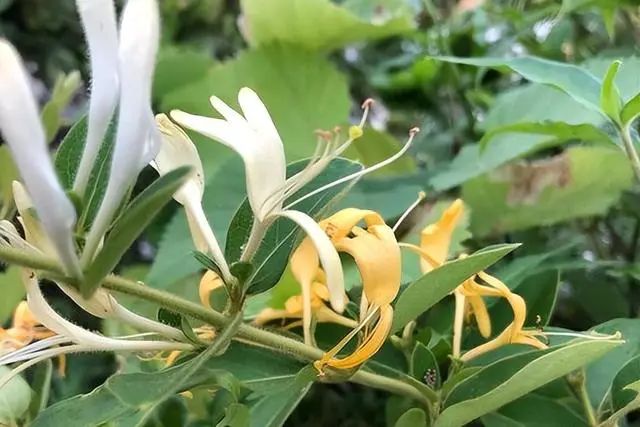 Honeysuckle: A Treasure for Health, Infuse it in Water to Solve Several Issues