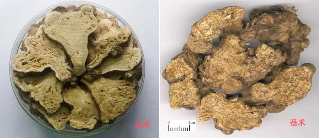 Cang Zhu and Bai Zhu: The Duel of the Twin Herbs in Traditional Chinese Medicine