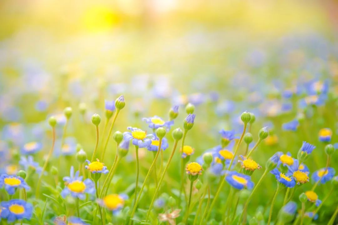 How Can Individuals with Yang Deficiency Restore Themselves During the Dog Days of Summer?