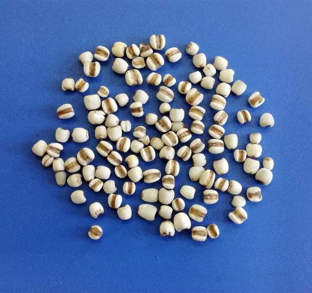 Identification Series of Common Chinese Medicinal Herbs: Coix Seed