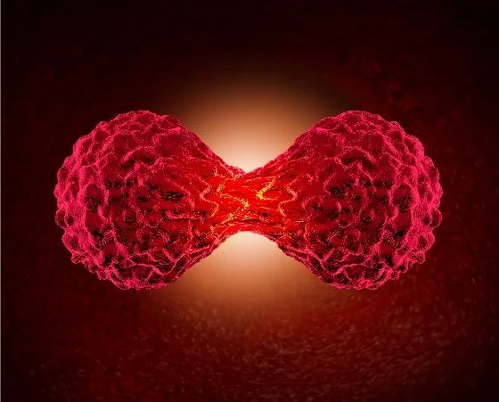 The Significant Effects of Cooked Rehmannia (Shu Di Huang)