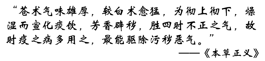 The Sacred Herb for Strengthening the Spleen: Cang Zhu