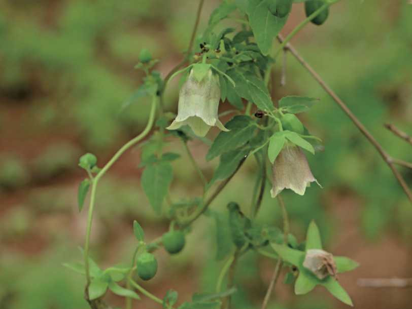 Exploring the Medicinal Qualities of Dang Shen (Codonopsis pilosula)