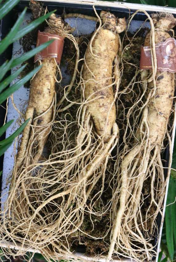 Why Fresh Ginseng is Beneficial? Nourishing and Strengthening Without Causing Heat! How to Consume Fresh Ginseng? Understand It All in One Article!